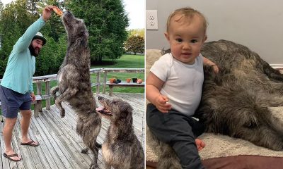 Jason Kelce with Daughter and Dogs